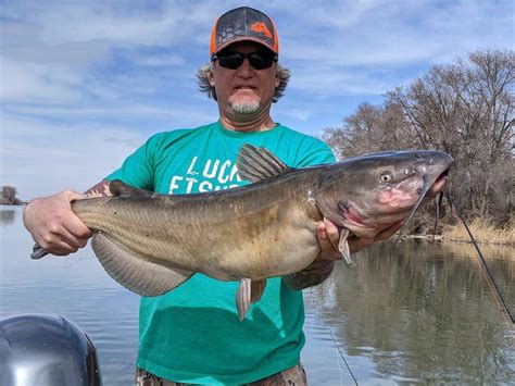 average size of channel catfish.